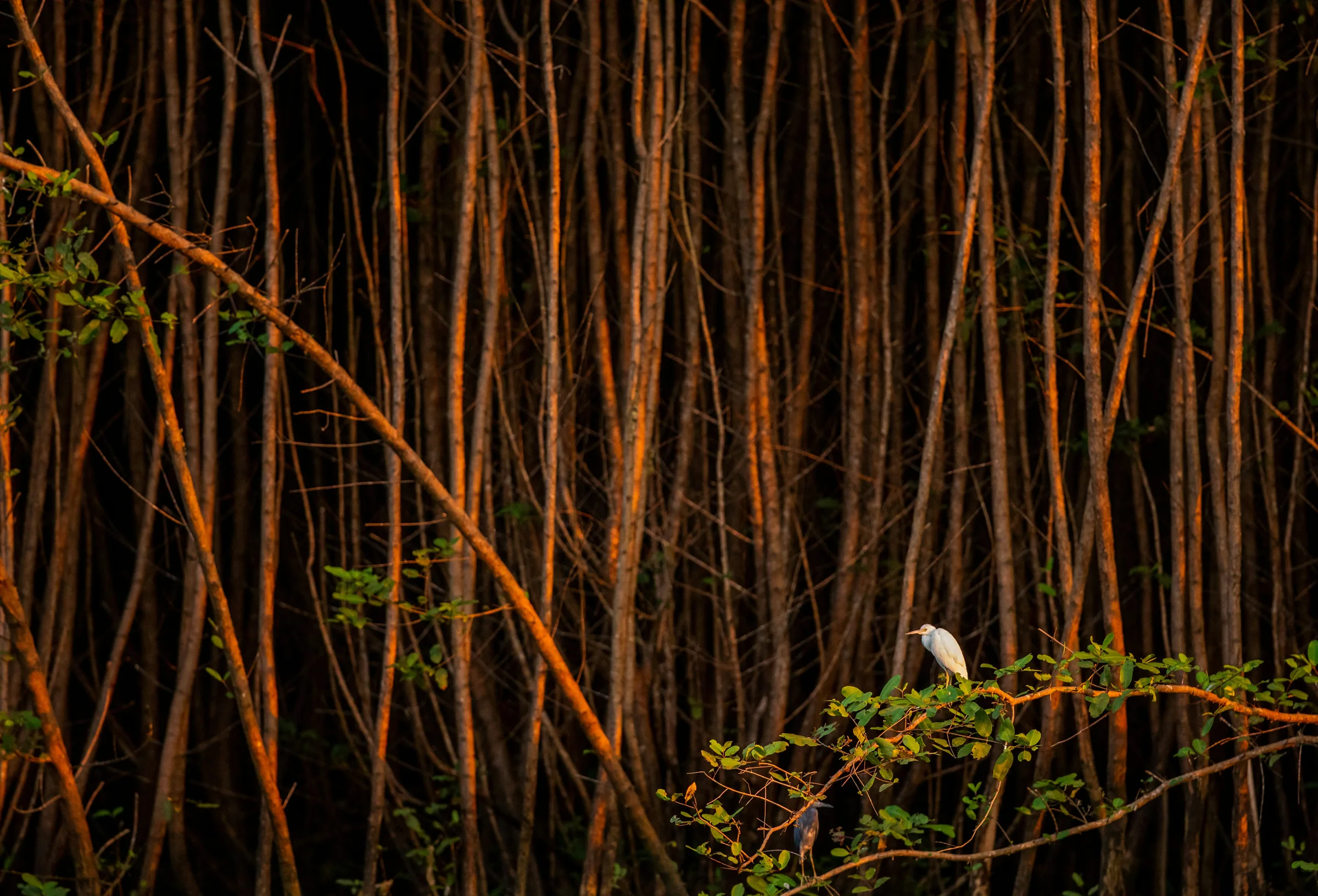 Egret perched in mangrove forest